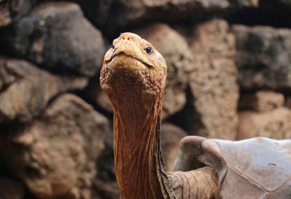 Tartaruga sessualmente attiva, si ritira dopo aver salvato la sua specie