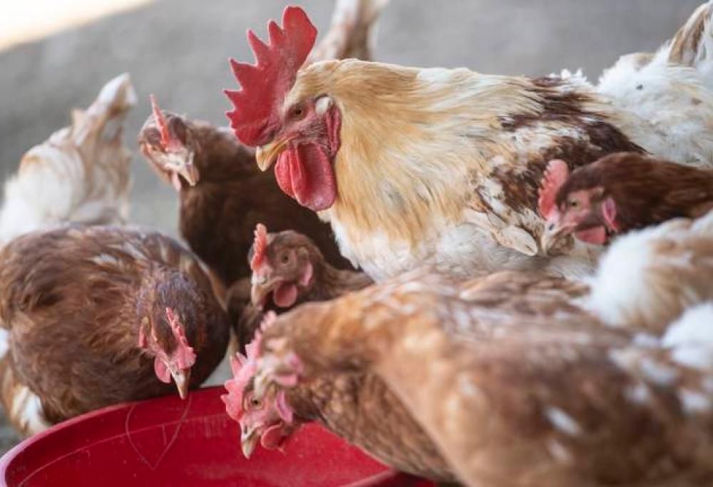 Uomo si dichiara colpevole: faceva sesso con i polli e la moglie lo filmava