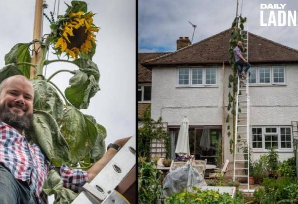 “Voglio un girasole alto come la casa”: papà accontenta il figlio con una pianta alta sei metri