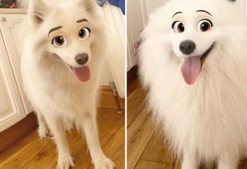 Con il nuovo filtro di snapchat il tuo cane può trasformarsi in un personaggio Disney