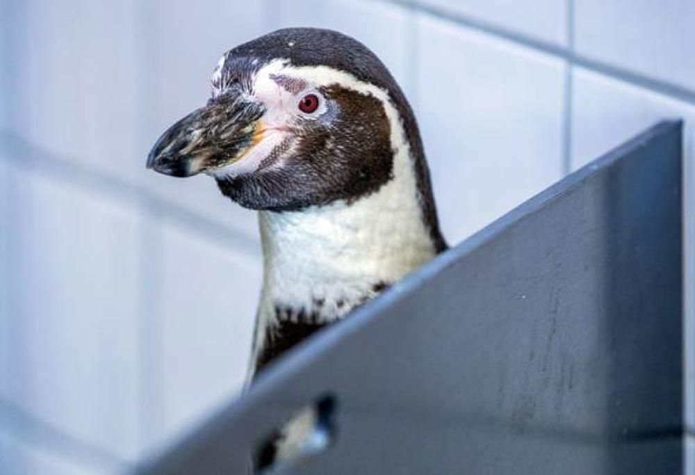 I Pinguini possono sparare la propria cacca a diversi metri di distanza