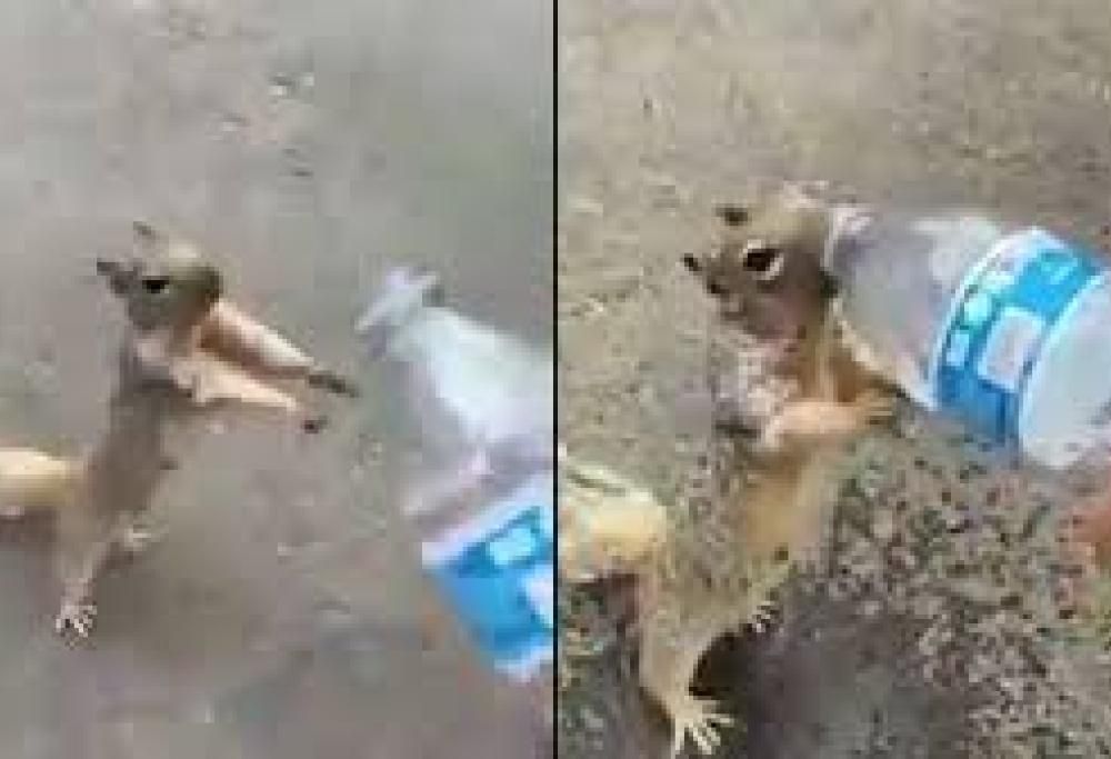 Il video dello scoiattolo che chiede acqua sta facendo il giro del mondo