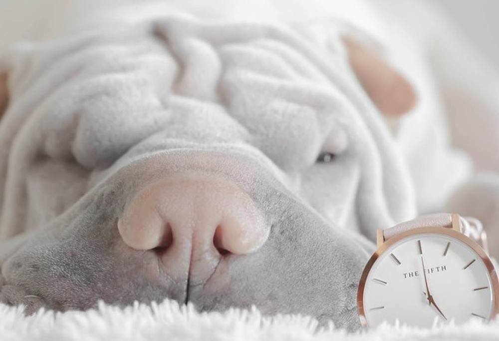 Cani che non dormono