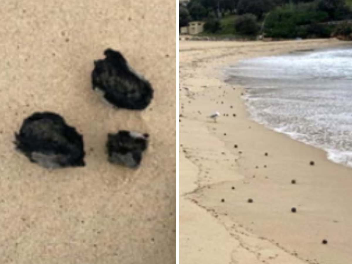Ecco cosa sono le "palline di cacca" a Sydney: svelato il mistero