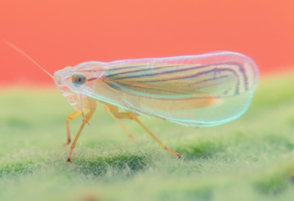 L’insetto invisibile: come la scienza ha replicato il suo segreto