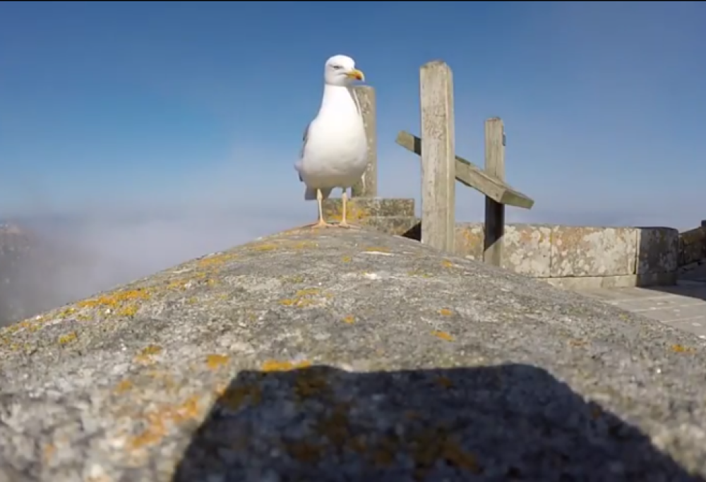 Alan Caligiuri and I Gabbiani di Varazze cantano Notte Magiche