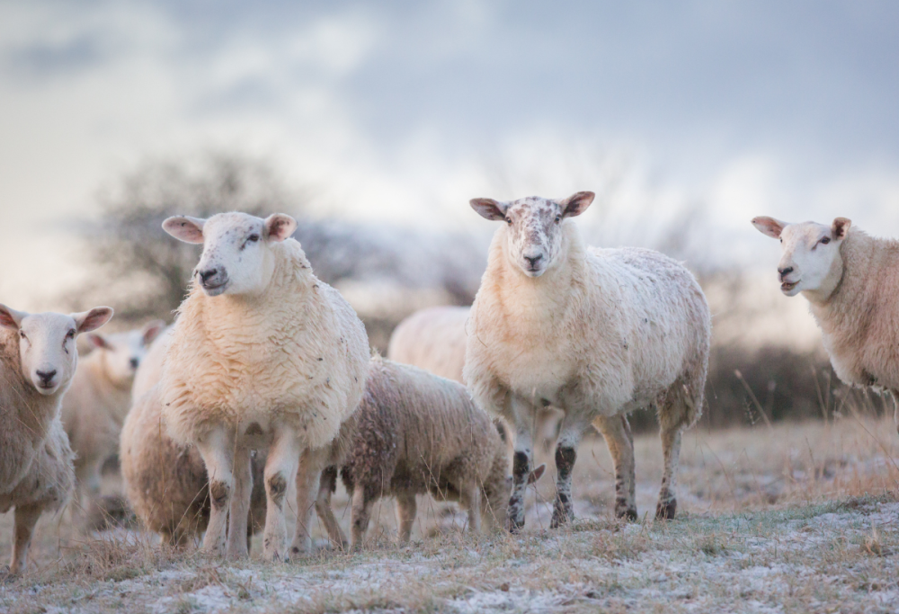 Clonare gli animali domestici: quanto costa e come funziona