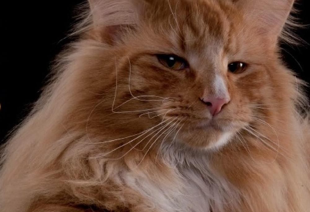 Giuse e Fabiola ricercano le verità occulte contattando un sensitivo dei gatti