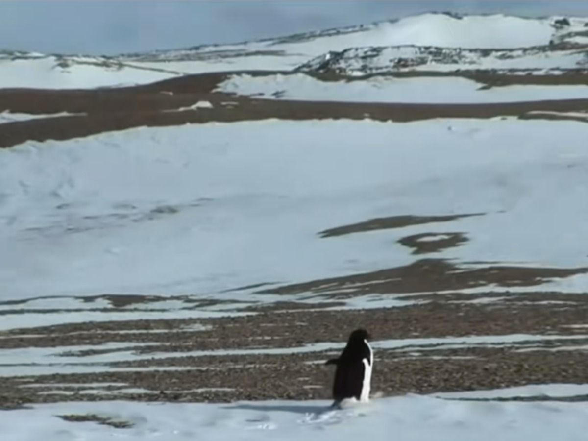 Pinguino che cammina solo verso le montagne: l’origine del meme