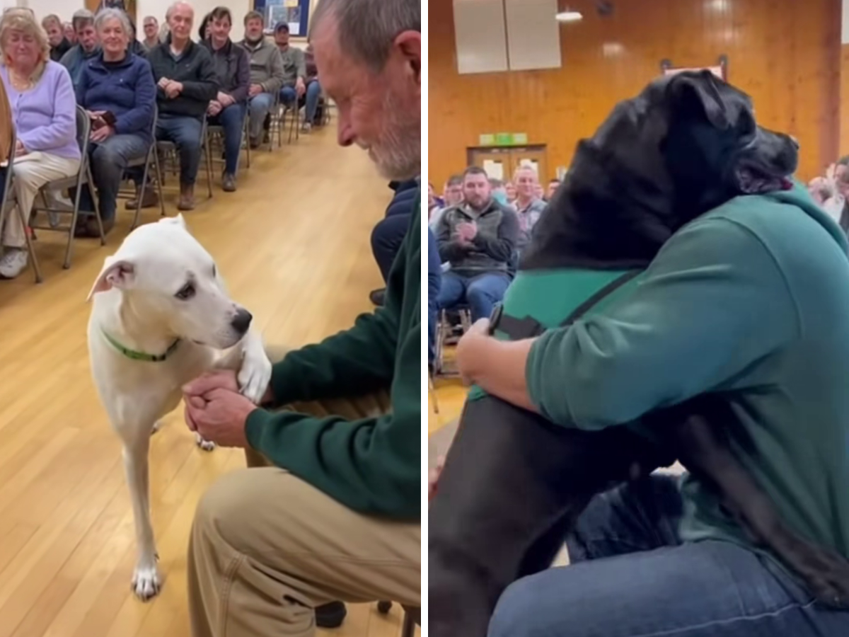 Cani che scelgono l'uomo: l'IA che cambia il racconto dei canili