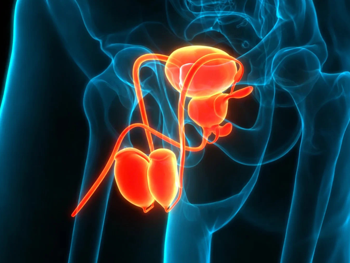 Sperma non eiaculato: ecco come il corpo lo ricicla naturalmente