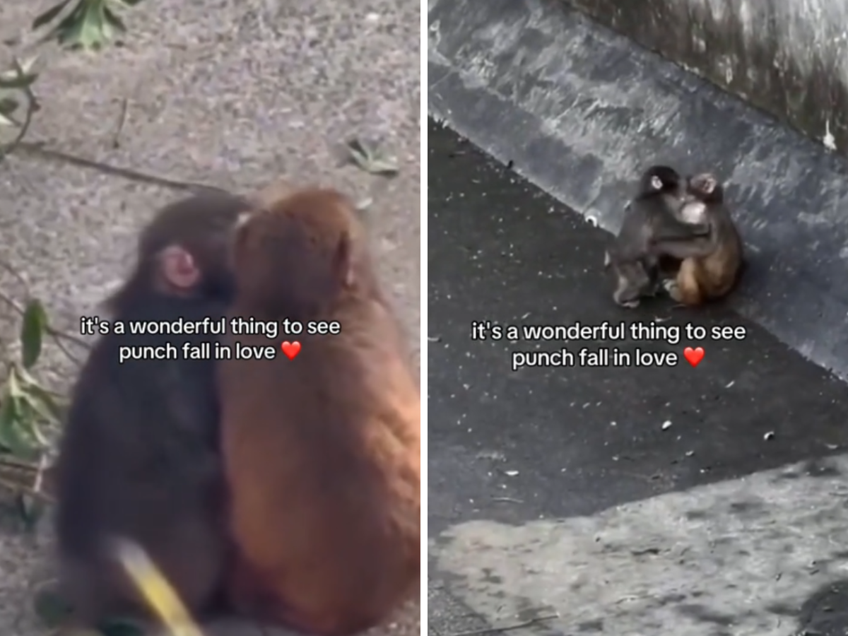 Punch, il macaco del peluche, ha trovato l’amore allo zoo!