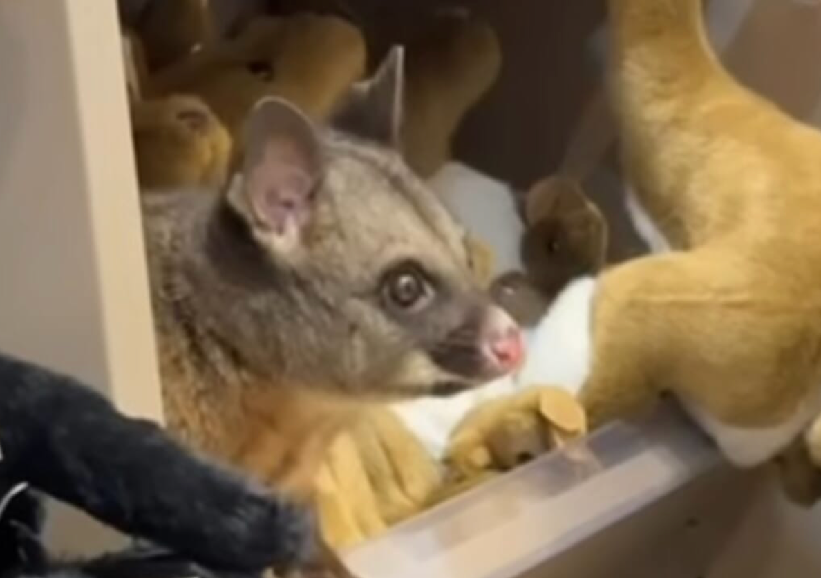 Sorpresa nello scaffale dei giocattoli in un aeroporto