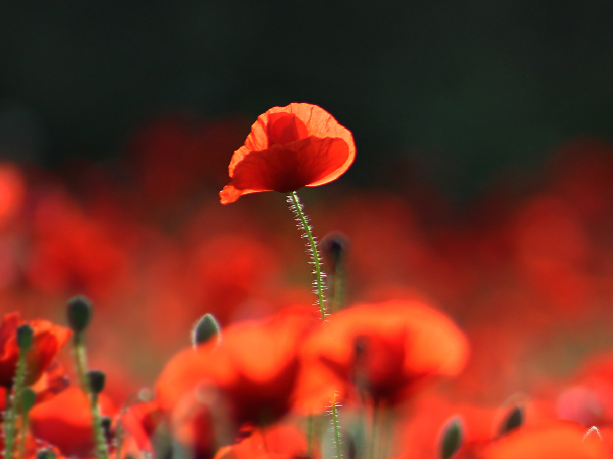 Come riconoscere chi prova a sminuirti: la sindrome del papavero alto