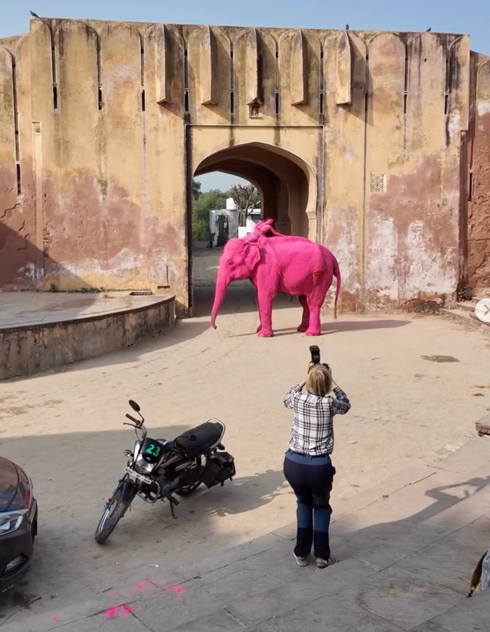 Dipingono elefantessa di rosa per uno shooting e lei muore dopo 5 mesi