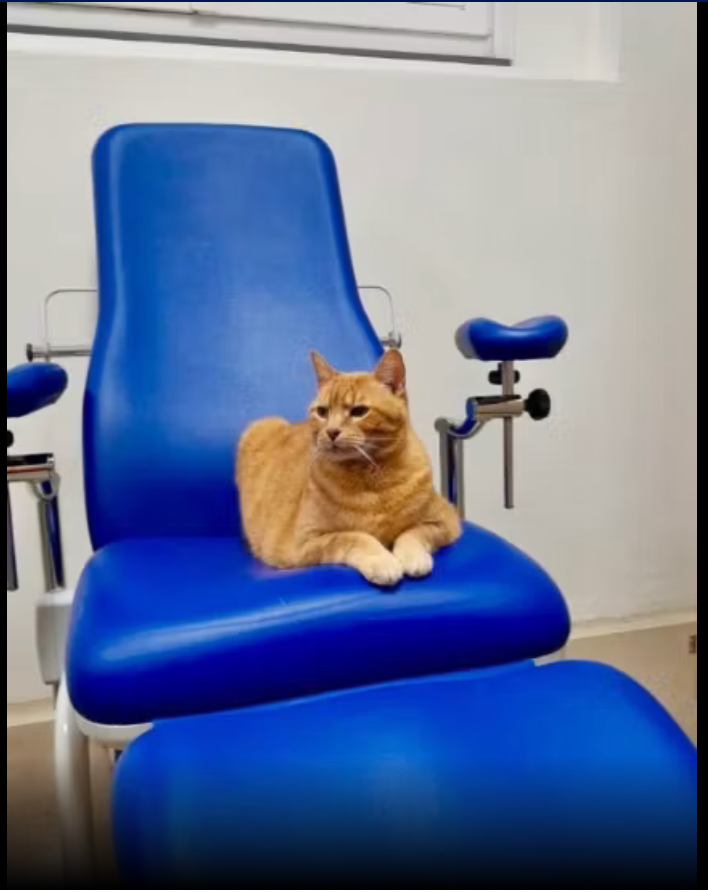 Firenze, in ospedale con il gatto Pitagora