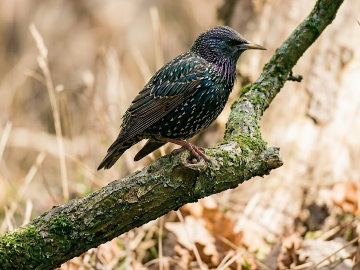 European starling with iridescent green-purple feathers perched on a mossy branch in a forest setting, daytime light