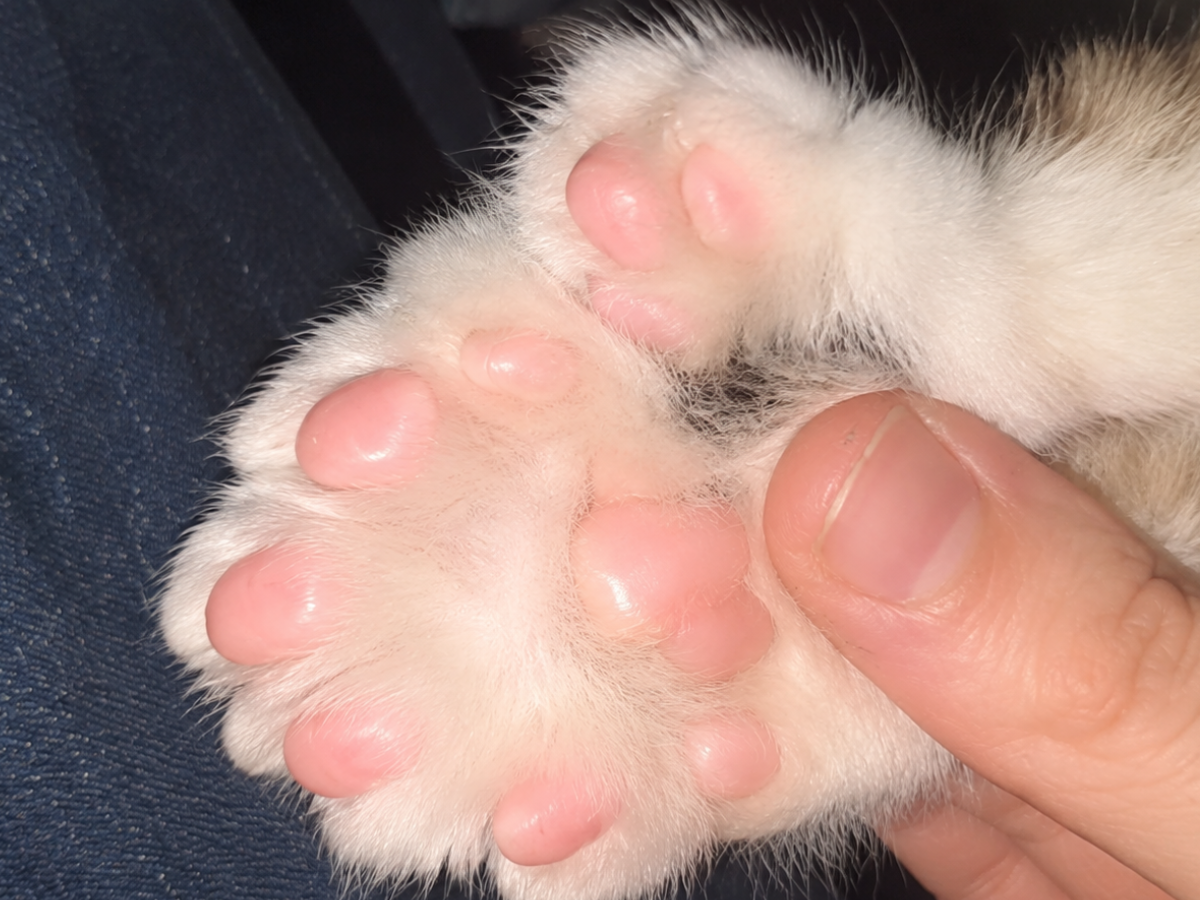 Toby ha 28 dita e 30 artigli: è un gatto da Guinness World Records