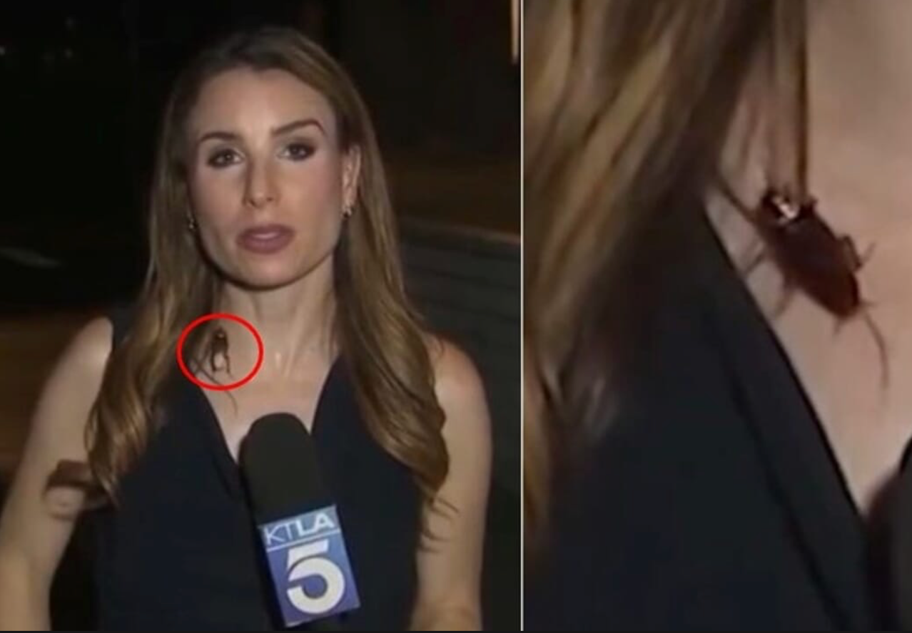 Enorme blatta sul collo della reporter che prosegue imperterrita la diretta