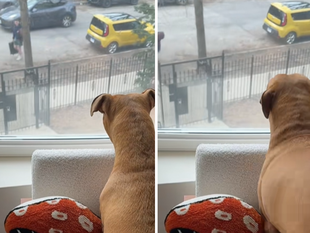 Cane aspetta il padrone per una settimana: la reazione commuove