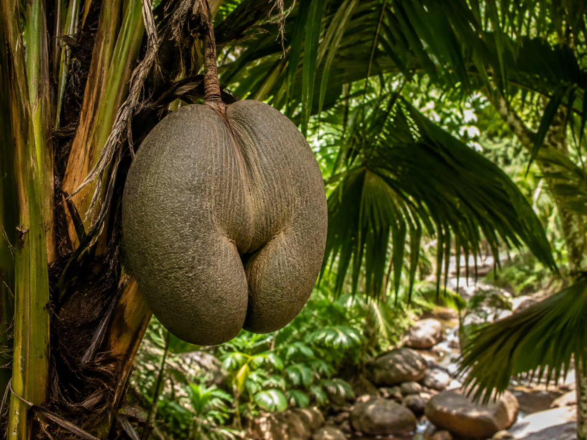 Coco de mer: il seme più grande del mondo pesa fino a 25 kg
