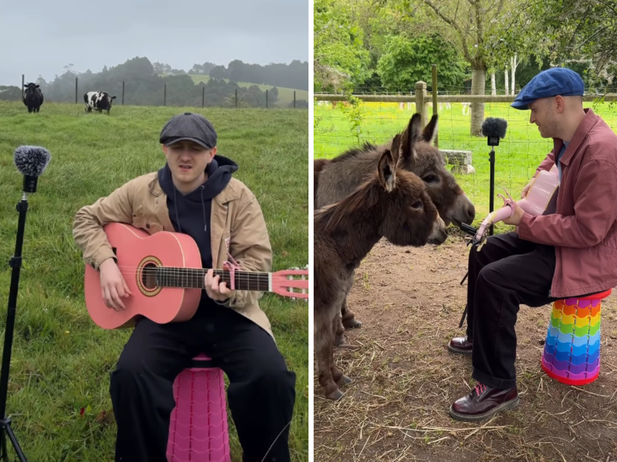 Plumes, il cantautore che canta per gli animali con la chitarra rosa