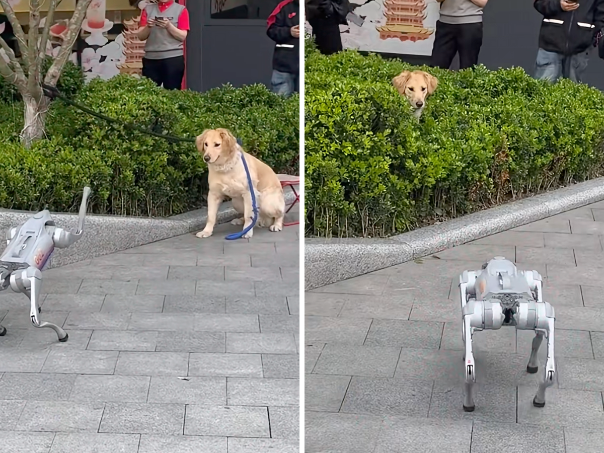 Cane vero incontra un cane robot: la reazione conquista il web