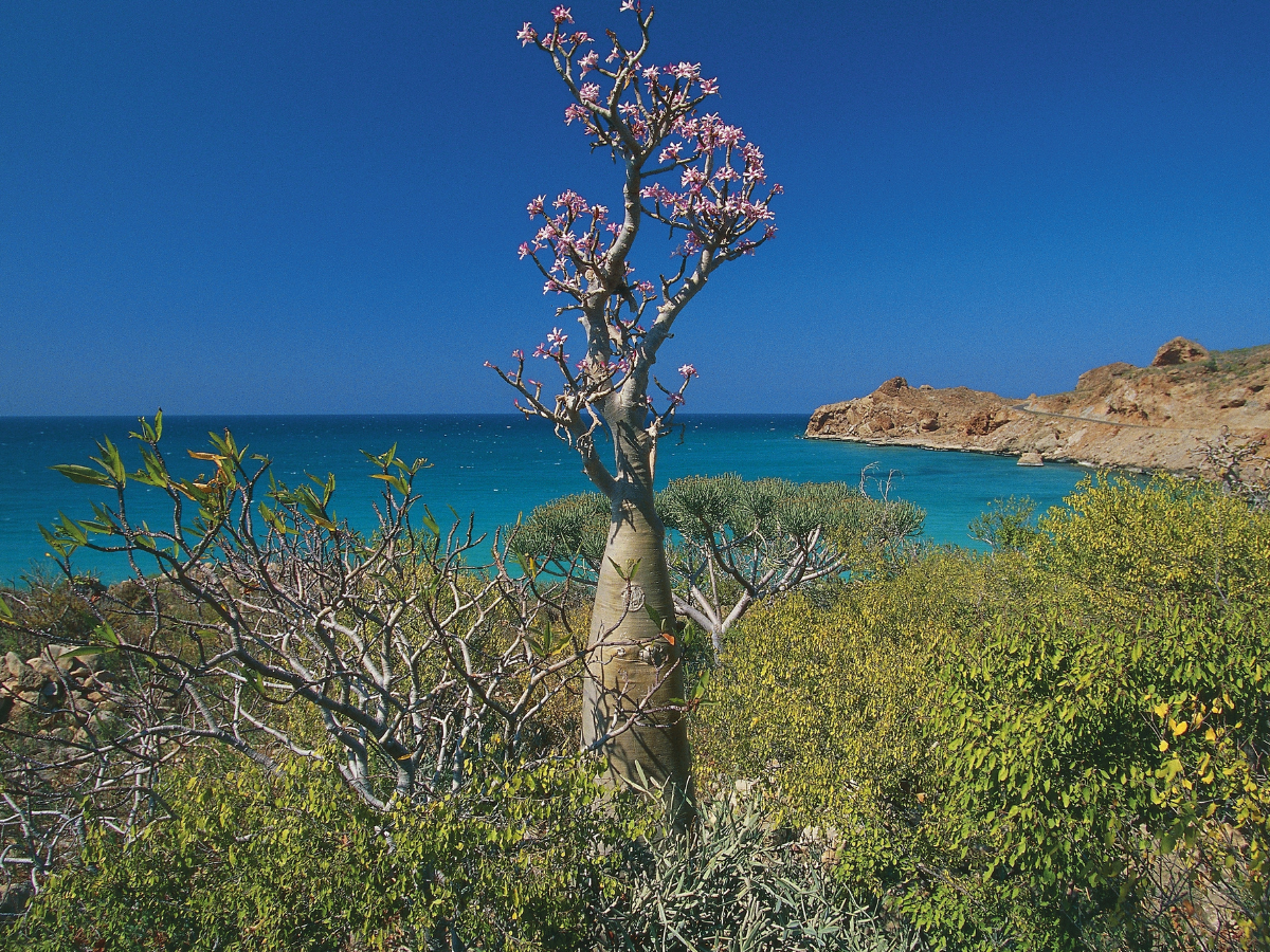 Socotra sembra un altro pianeta: l’isola aliena esiste davvero