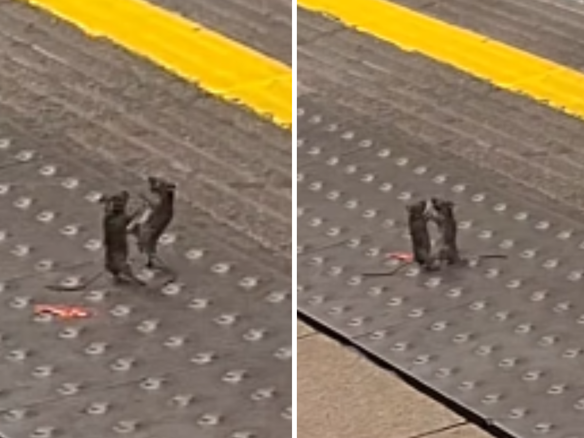 Londra, due topi fanno a pugni nella metro: il video è virale