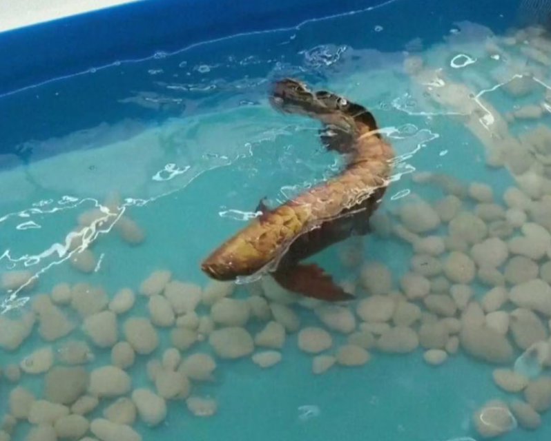Cina, presentato il pesce robot che nuota a 2km orari di velocità