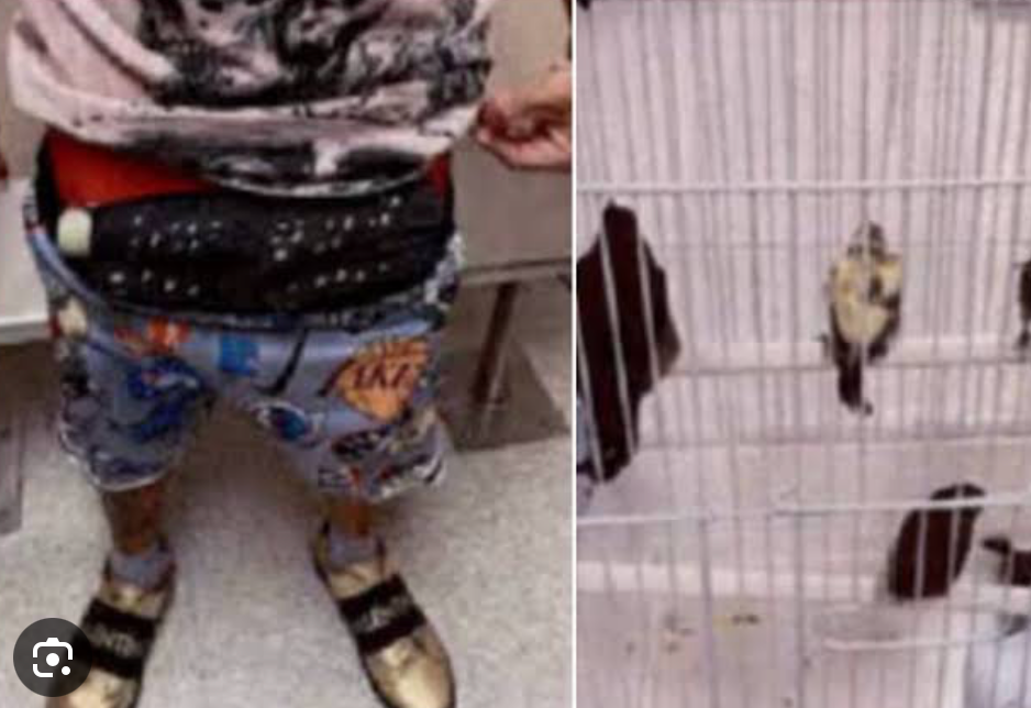 Fermato in aeroporto a Miami con 10 uccelli vivi nelle mutande