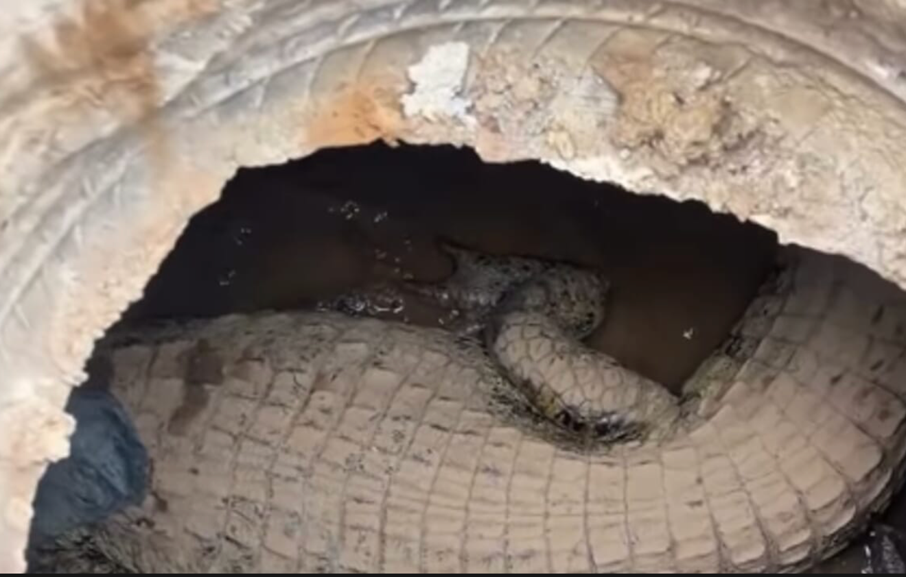 Strani rumori sotto la strada, dal tombino spunta un caimano
