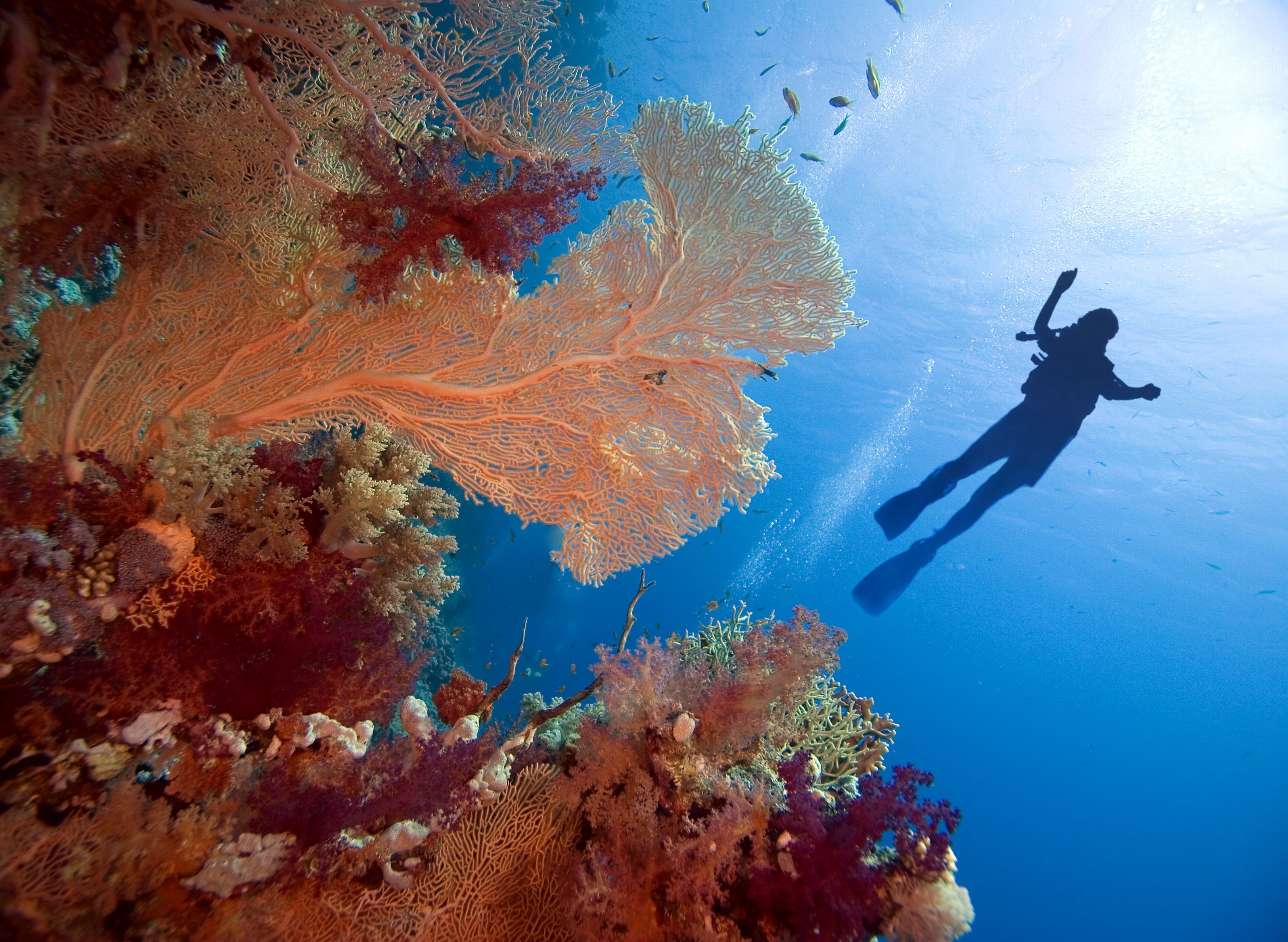 Dive in underwater
