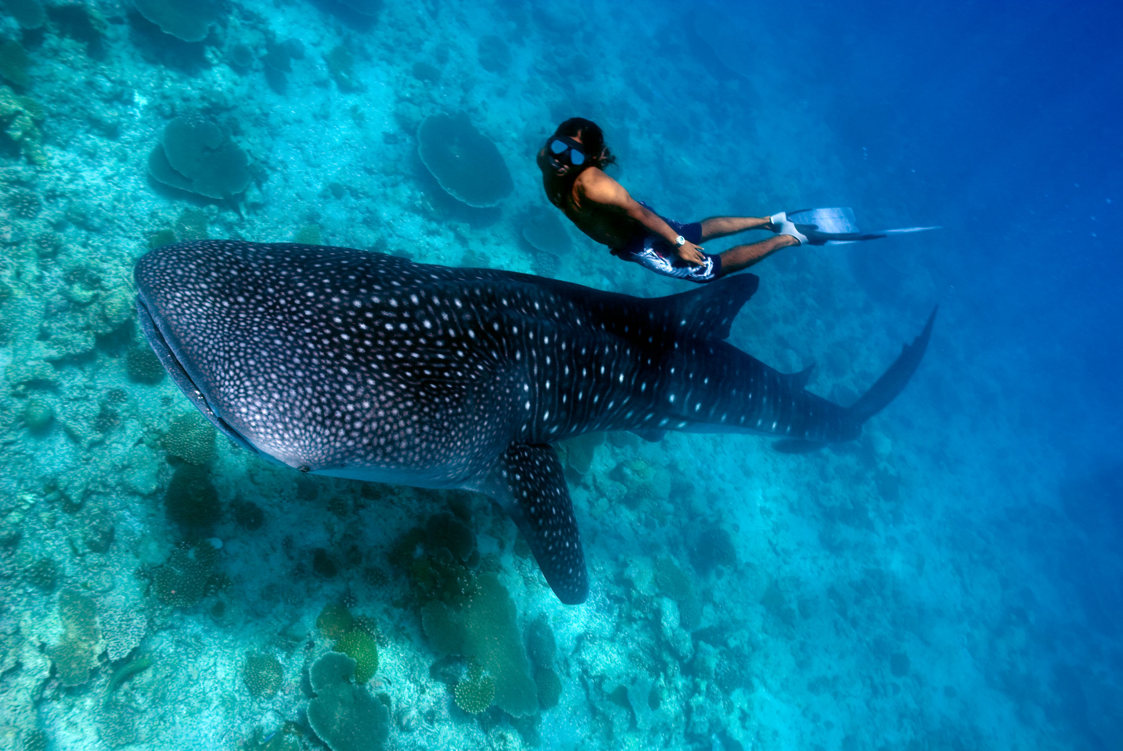 Freediver and Whale Shark Rhincodon typus