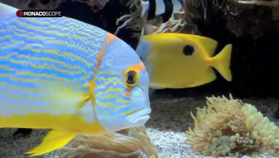 Il Museo Oceanografico di Monaco