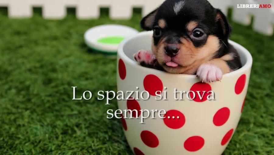 Dedicato a chi ama i libri. E i quattro zampe!