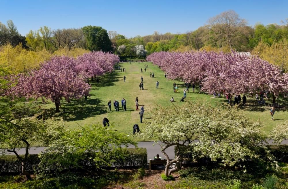 42-55477212jpg--united_states__new_york__brooklyn__the_botanical_garden__cherry_blossom__spring_flowering_of_cherry_prunus_kanzan_trees