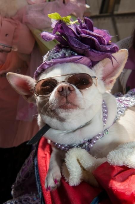 42-57802300jpg--2014_easter_parade_and_easter_bonnet_festival_in_new_york_city