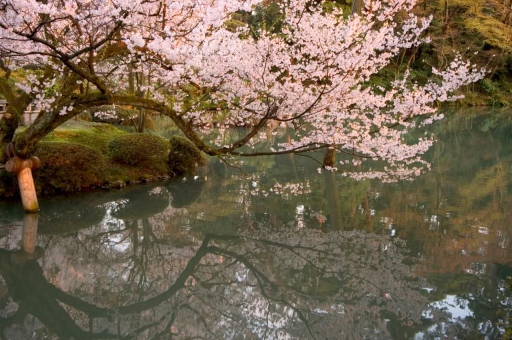 42-17016607jpg--cherry_blossoms_in_kenroku_en_garden