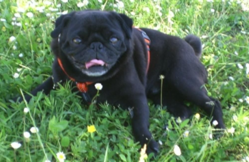 470694_3204175505143_909951730_ojpg--cani