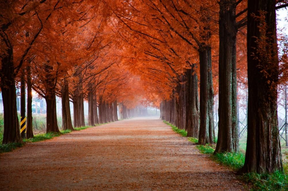 4k-wallpaper-autumn-branches-2734469-1569415165471jpg--