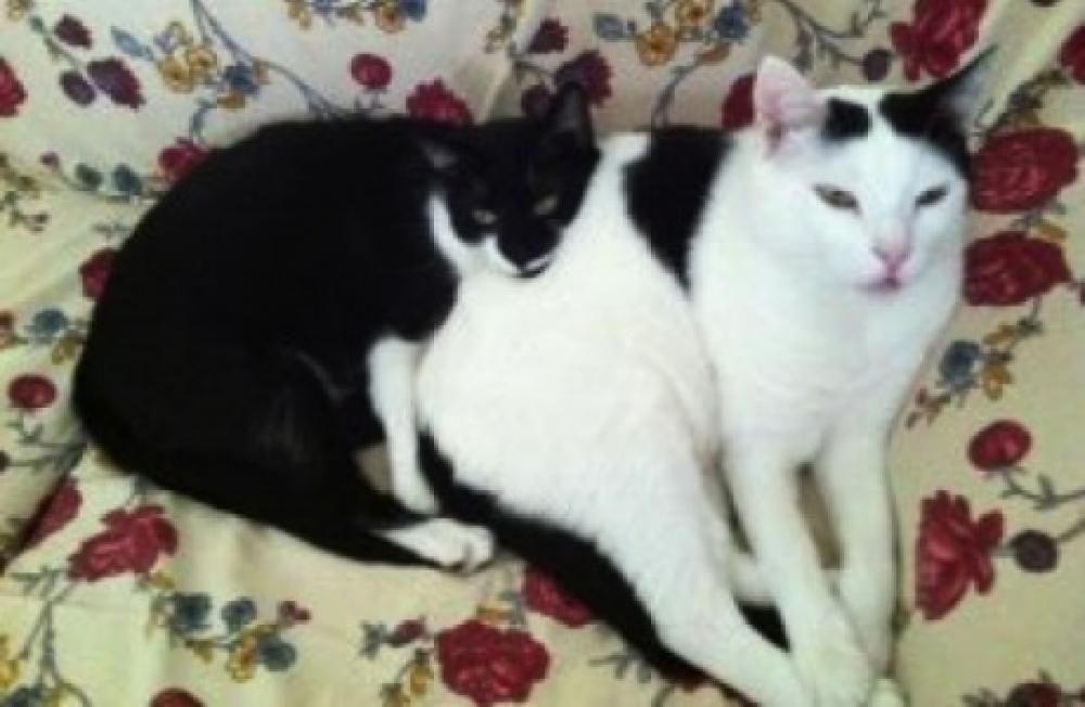13jpg--gatto