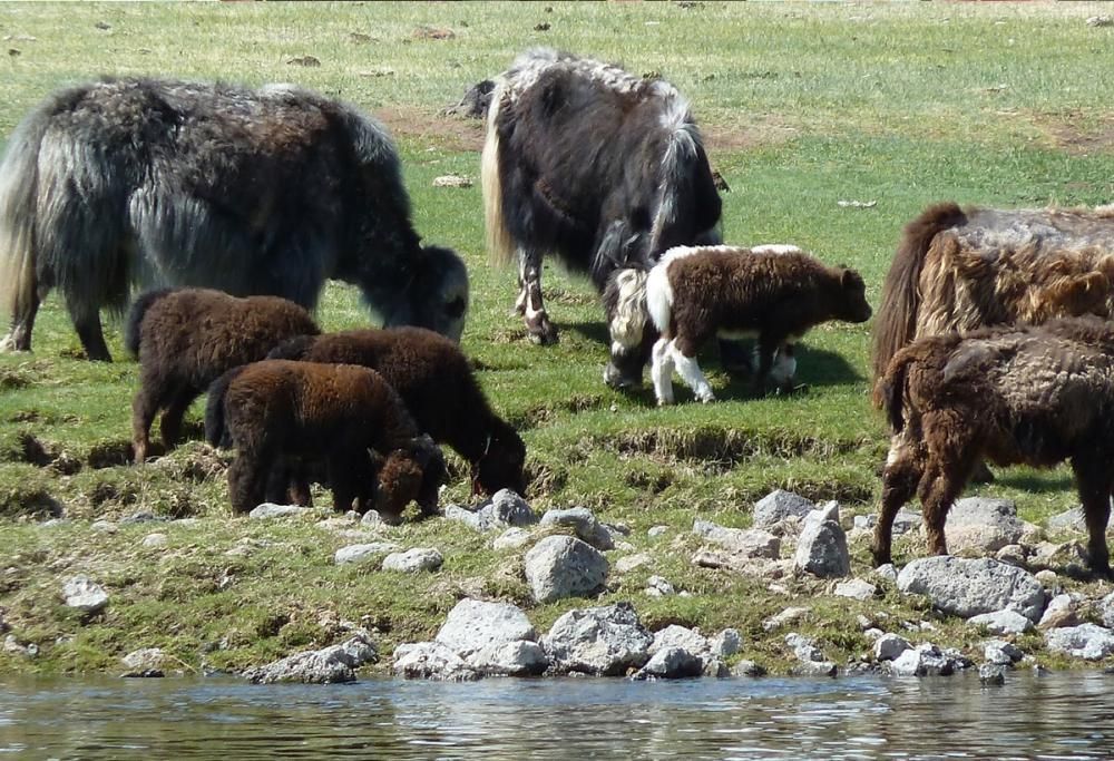 Yak For Life