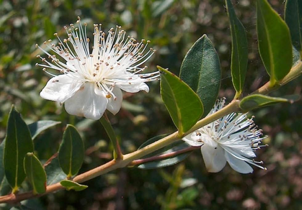 1433845532023jpg--