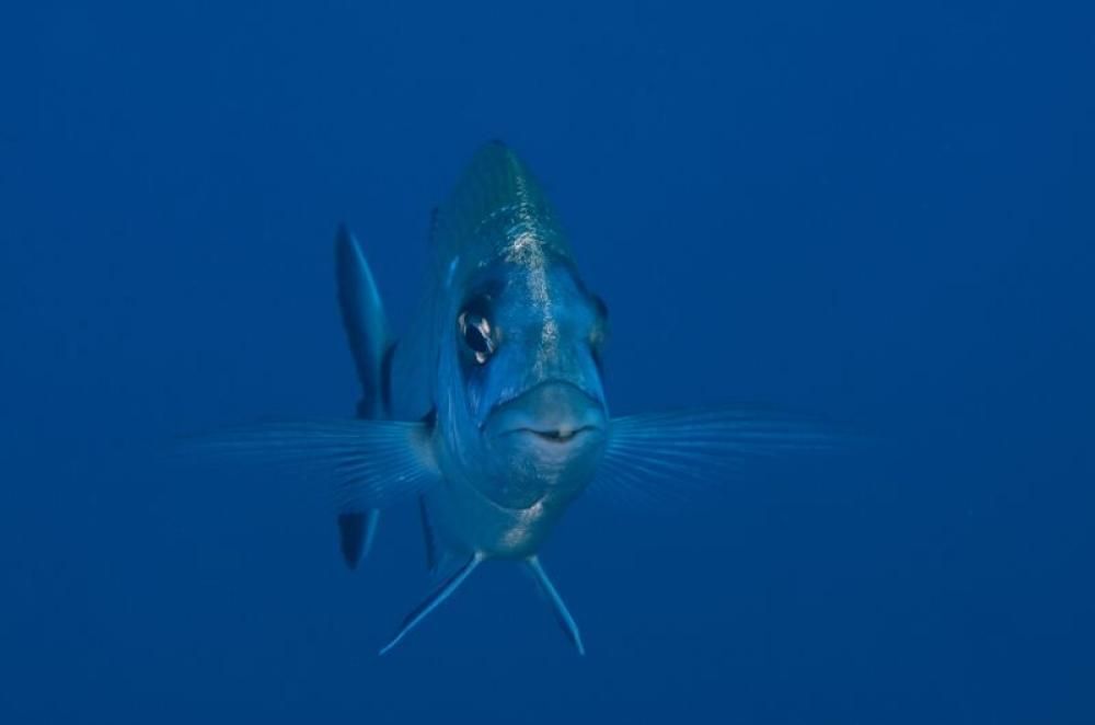 1444031603755jpg--nel_blu_piu__profondo___prix_poisson__stephane_regnier_e_sophie_perez