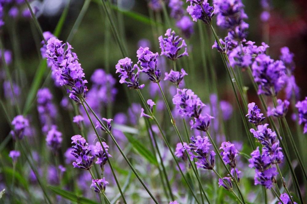 1444820319501JPG--concedersi_un_po__di_lavanda