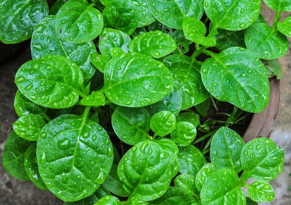 1445528213965jpg--verdure_a_foglia_verde