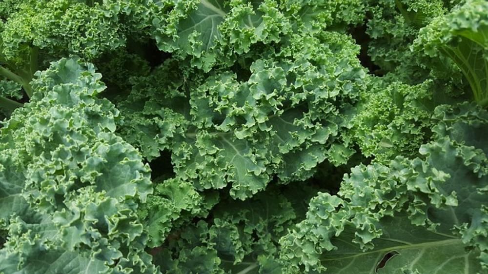 1446825288765jpg--verdure_a_foglia_verde
