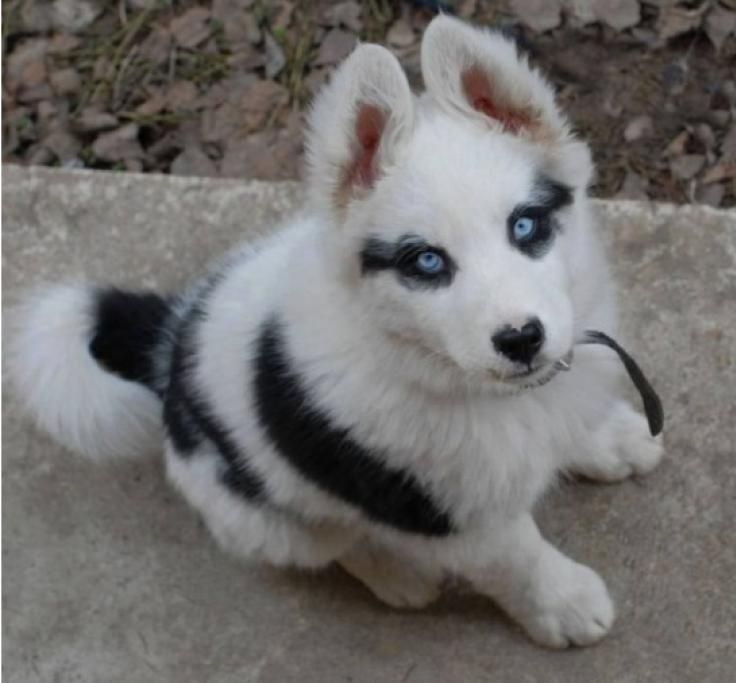 1464344619915jpg--zorro_l_husky_dei_ghiacci