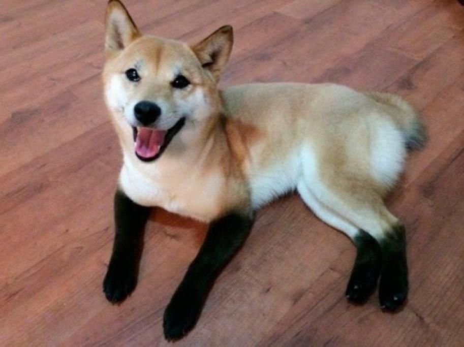 1464346843849jpg--il_cane_coi_guanti